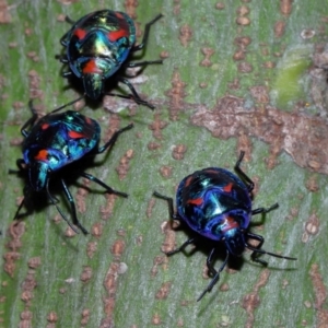 Tectocoris diophthalmus at Brisbane City, QLD - 23 Jan 2024 11:22 AM