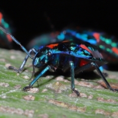 Tectocoris diophthalmus at Brisbane City, QLD - 23 Jan 2024 11:22 AM