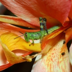 Valanga irregularis (Hedge Grasshopper) at Brisbane City, QLD - 23 Jan 2024 by TimL