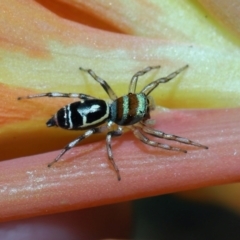 Cosmophasis micarioides at Brisbane City, QLD - 23 Jan 2024 by TimL