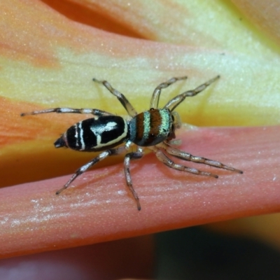 Cosmophasis micarioides (Sparkling Northern Jumping Spider) at Brisbane City, QLD - 23 Jan 2024 by TimL