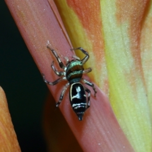 Cosmophasis micarioides at Brisbane City, QLD - 23 Jan 2024 11:58 AM