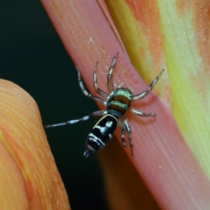 Cosmophasis micarioides at Brisbane City, QLD - 23 Jan 2024 11:58 AM