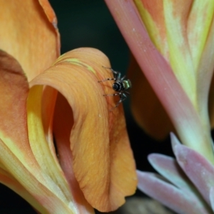 Cosmophasis micarioides at Brisbane City, QLD - 23 Jan 2024 11:58 AM