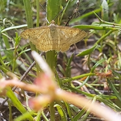 Scopula rubraria (Reddish Wave, Plantain Moth) at Lyons, ACT - 23 Jan 2024 by CraigW