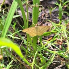 Scopula rubraria at Oakey Hill - 23 Jan 2024 03:25 PM