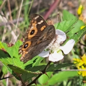 Junonia villida at Undefined Area - 23 Jan 2024 04:01 PM