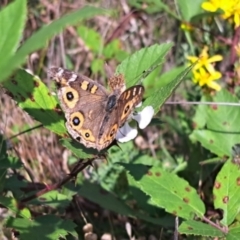 Junonia villida at Undefined Area - 23 Jan 2024 04:01 PM