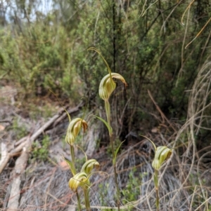 Diplodium reflexum at Namadgi National Park - 24 Jan 2024