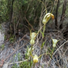 Diplodium reflexum at Namadgi National Park - 24 Jan 2024