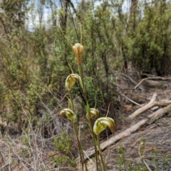 Diplodium reflexum at Namadgi National Park - 24 Jan 2024