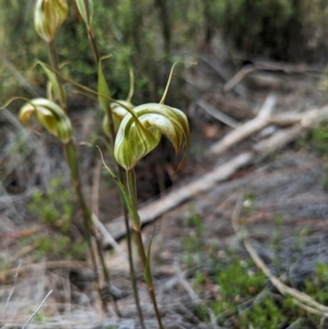 Diplodium reflexum at Namadgi National Park - 24 Jan 2024