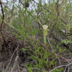 Diplodium ampliatum (Large Autumn Greenhood) at Namadgi National Park - 24 Jan 2024 by WalterEgo