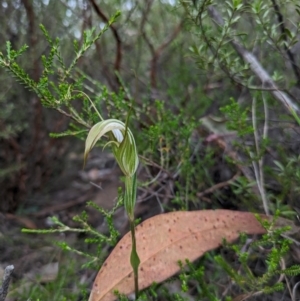 Diplodium ampliatum at Namadgi National Park - suppressed