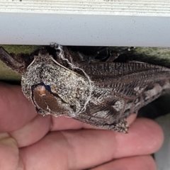 Endoxyla encalypti (Wattle Goat Moth) at Bruce, ACT - 24 Jan 2024 by TinderryJulie