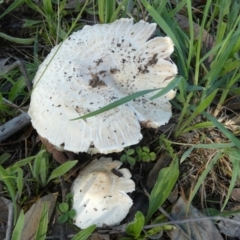 Agaricus sp. (Agaricus) at Bicentennial Park - 20 Jan 2024 by Paul4K