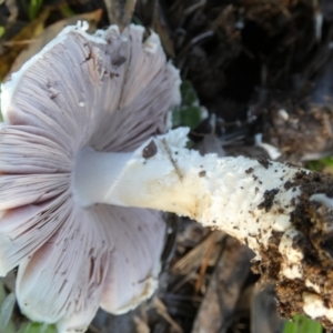 Agaricus sp. at Bicentennial Park - 21 Jan 2024 07:40 AM