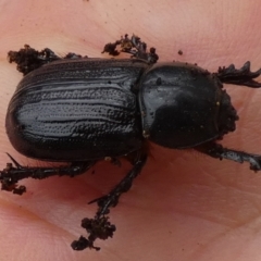Semanopterus subcostatus (Scarab beetle) at QPRC LGA - 23 Jan 2024 by Paul4K