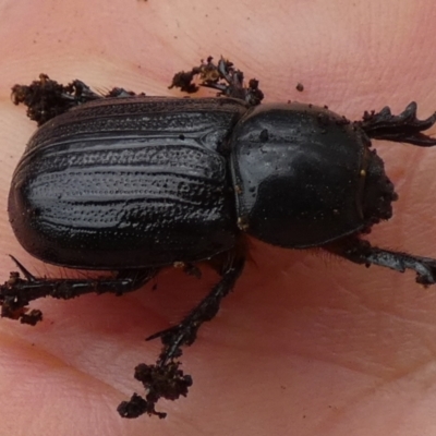 Semanopterus subcostatus (Scarab beetle) at Boro - 23 Jan 2024 by Paul4K