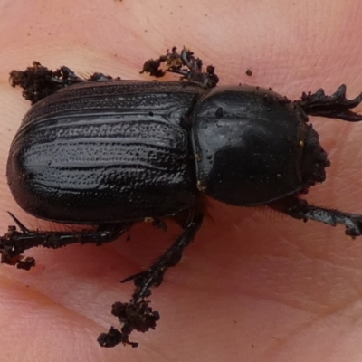 Semanopterus subcostatus (Scarab beetle) at Borough, NSW - 23 Jan 2024 by Paul4K