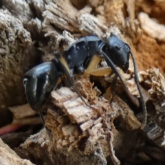 Polyrhachis sp. (genus) (A spiny ant) at Borough, NSW - 23 Jan 2024 by Paul4K