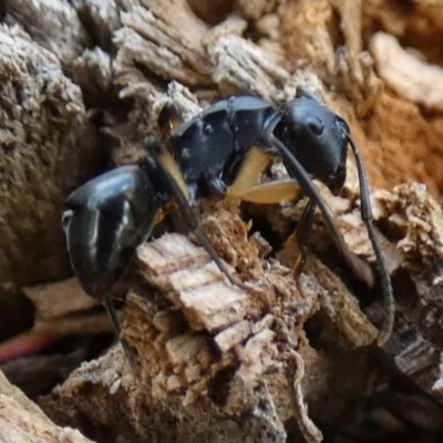 Polyrhachis sp. (genus) (A spiny ant) at Borough, NSW - 23 Jan 2024 by Paul4K