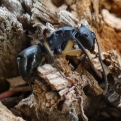 Polyrhachis sp. (genus) (A spiny ant) at QPRC LGA - 23 Jan 2024 by Paul4K
