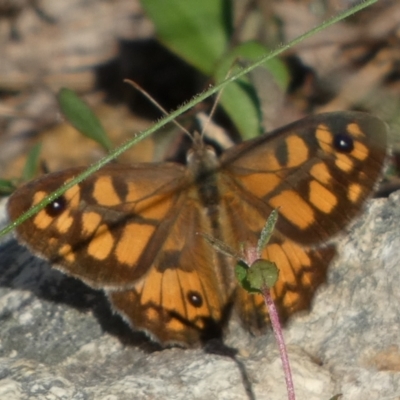 Geitoneura klugii (Marbled Xenica) at Borough, NSW - 23 Jan 2024 by Paul4K