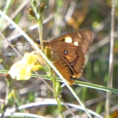 Trapezites symmomus (Splendid Ochre) at QPRC LGA - 23 Jan 2024 by Paul4K