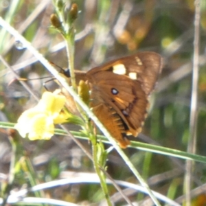 Trapezites symmomus at Boro - suppressed