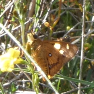 Trapezites symmomus at Boro - suppressed