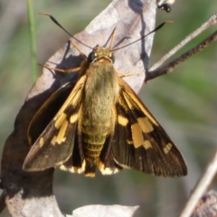 Trapezites symmomus at Boro - suppressed