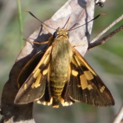 Trapezites symmomus at Boro - suppressed