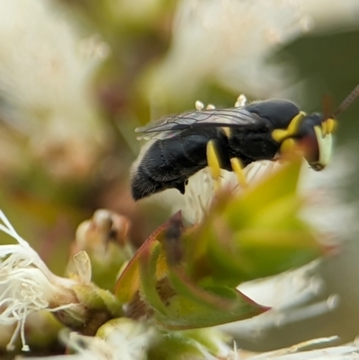 Hylaeus (Gnathoprosopis) euxanthus (Plasterer bee) at Coombs Ponds - 22 Jan 2024 by Miranda