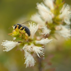 Hylaeus (Gnathoprosopis) euxanthus at Coombs Ponds - 22 Jan 2024