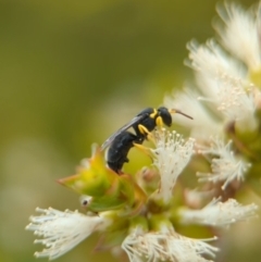 Hylaeus (Gnathoprosopis) euxanthus at Coombs Ponds - 22 Jan 2024