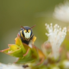 Hylaeus (Gnathoprosopis) euxanthus at Coombs Ponds - 22 Jan 2024