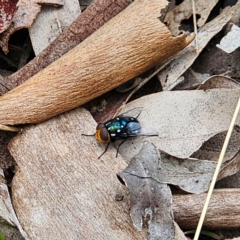 Rutilia (Ameniamima) argentifera (A Bristle fly) at Murramarang National Park - 24 Jan 2024 by Csteele4