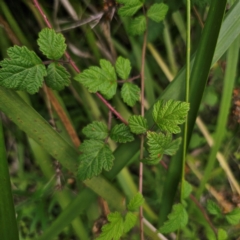 Rubus parvifolius (Native Raspberry) at Murramarang National Park - 24 Jan 2024 by Csteele4