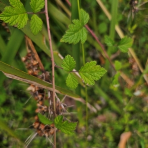 Rubus parvifolius at Murramarang National Park - 24 Jan 2024