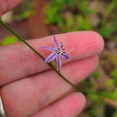 Caesia parviflora var. vittata (Pale Grass-lily) at Pebbly Beach, NSW - 24 Jan 2024 by Csteele4