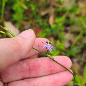 Caesia parviflora var. vittata at Murramarang National Park - 24 Jan 2024