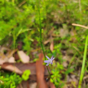 Caesia parviflora var. vittata at Murramarang National Park - 24 Jan 2024