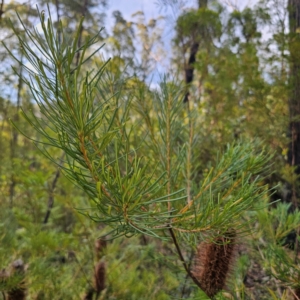 Banksia spinulosa at Monga National Park - 24 Jan 2024 07:00 PM