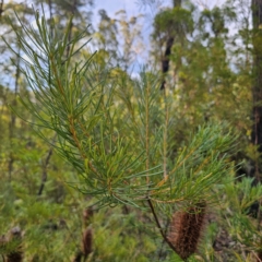 Banksia spinulosa (Hairpin Banksia) at Monga National Park - 24 Jan 2024 by Csteele4