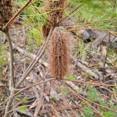 Banksia spinulosa at Monga National Park - 24 Jan 2024