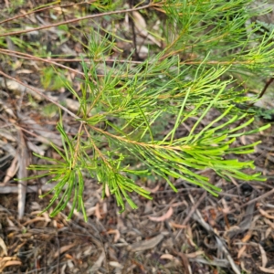 Banksia spinulosa at Monga National Park - 24 Jan 2024