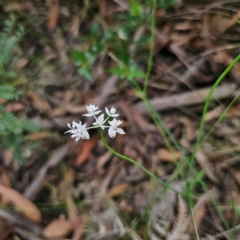 Xanthosia atkinsoniana at Monga National Park - 24 Jan 2024 by Csteele4
