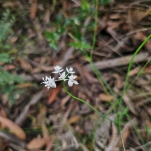 Xanthosia atkinsoniana at Monga National Park - 24 Jan 2024