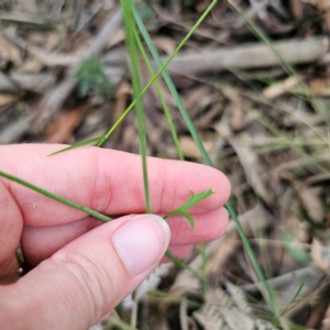 Xanthosia atkinsoniana at Monga National Park - 24 Jan 2024